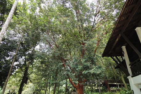 DSC04800 (11)
