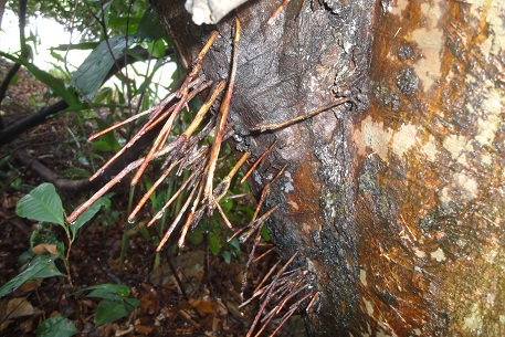 Syzygium myrtifolium — DSC01237 (12)