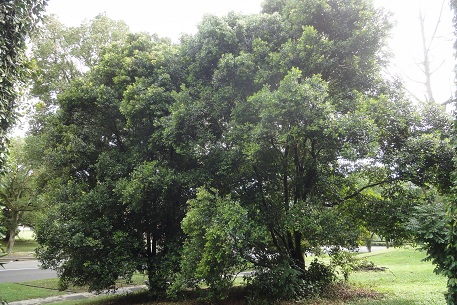 Syzygium myrtifolium — DSC01325 (12)