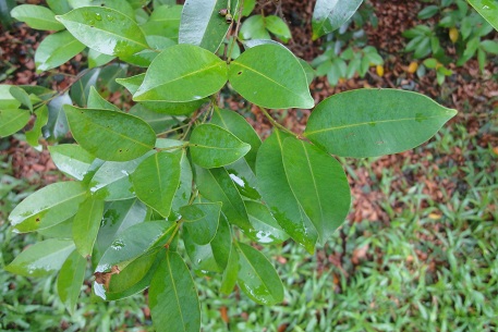 Syzygium myrtifolium — DSC01327 (12)
