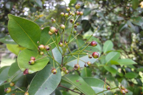 Syzygium myrtifolium — DSC01519 (12)