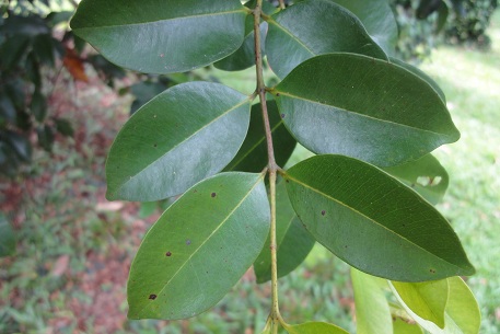 Syzygium myrtifolium — DSC01520 (12)