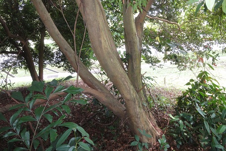 Syzygium myrtifolium — DSC01524 (12)