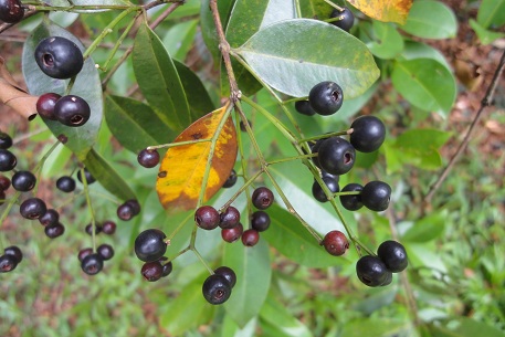 Syzygium myrtifolium — DSC02164 (12)