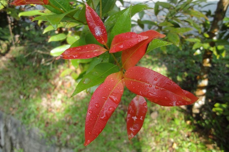 Syzygium myrtifolium — DSC02456 (12)