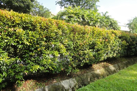 Syzygium myrtifolium — DSC02457 (12)