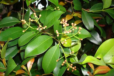 Syzygium myrtifolium — DSC03015 (09)