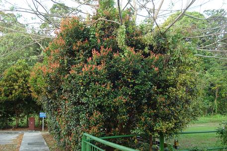 Syzygium myrtifolium — DSC03017 (09)