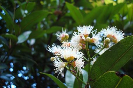 Syzygium myrtifolium — DSC08949 (08)