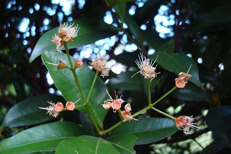 Syzygium myrtifolium — DSC08950 (08)