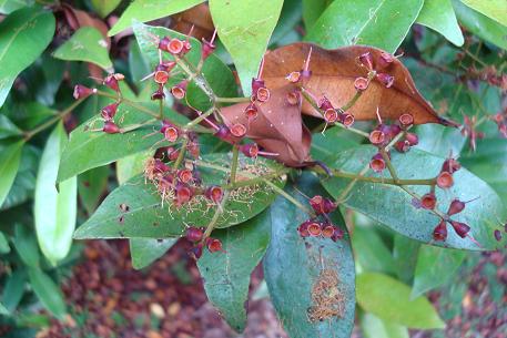 Syzygium myrtifolium — DSC08951 (08)