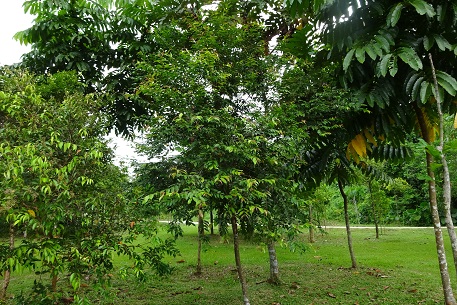 DSC06111 (15)