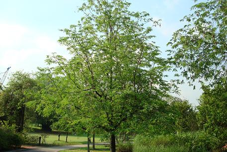 DSC03992 (08)