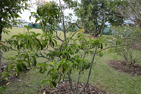 DSC00784 (10)