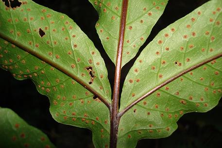Tectaria incisa — DSC03064 (09)