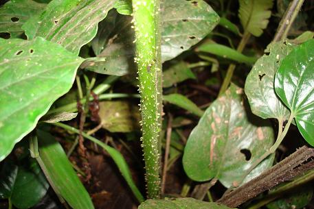 Tectaria incisa — DSC05687 (08)