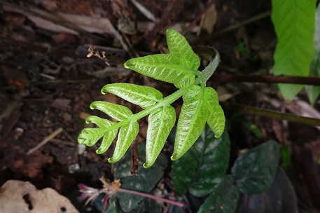 Tectaria incisa — DSC07898 (15)