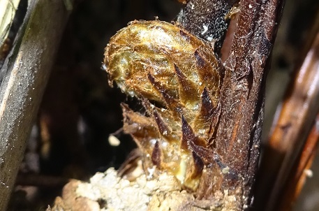 Tectaria incisa — DSC07900 (15)