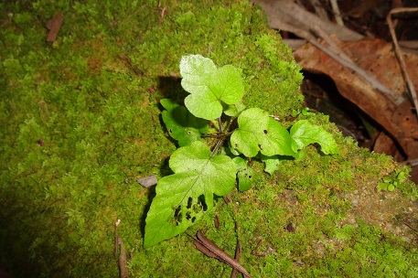 Tectaria incisa — DSC08661 (13)