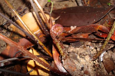Tectaria singaporeana — DSC00280 (08)