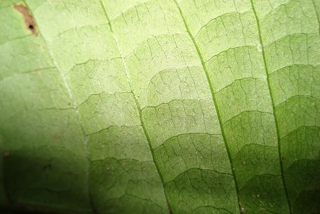 Tectaria singaporeana — DSC00282 (08)
