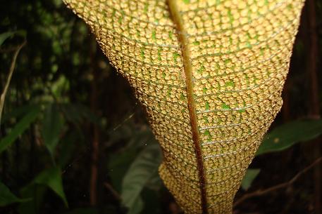 Tectaria singaporeana — DSC02941 (08)