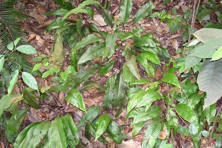 Tectaria singaporeana — DSC02945 (08)