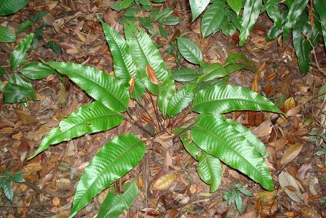 Tectaria singaporeana — DSC05287 (08)