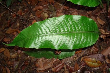 Tectaria singaporeana — DSC05288 (08)