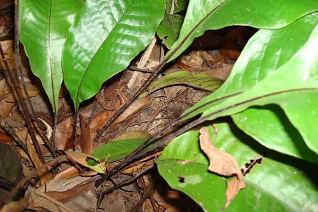 Tectaria singaporeana — DSC05289 (08)