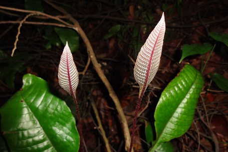 Tectaria singaporeana — DSC06916 (13)