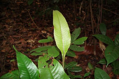 Tectaria singaporeana — DSC09421 (08)