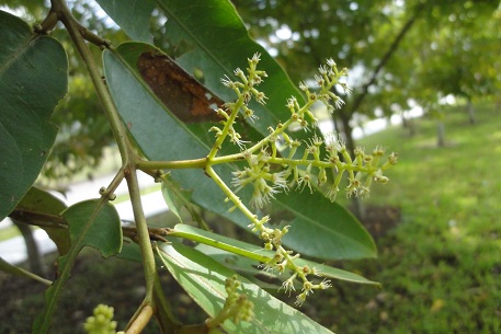 Terminalia brassii — DSC08515 (12)
