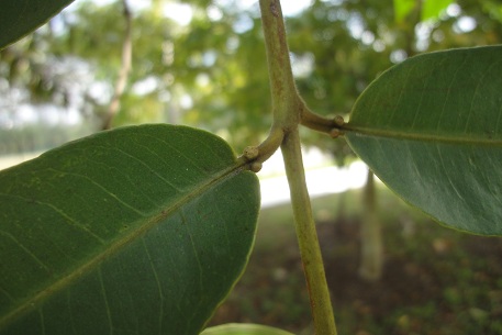 Terminalia brassii — DSC08519 (12)