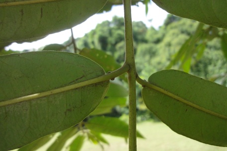 Terminalia brassii — DSC08520 (12)