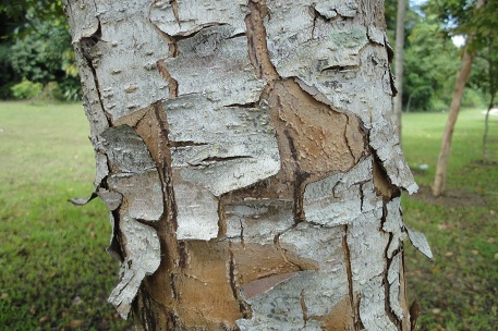 Terminalia brassii — DSC08522 (12)