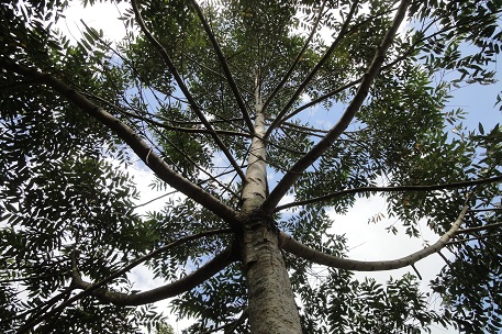 Terminalia brassii — DSC08523 (12)