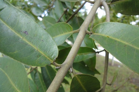 Terminalia brassii — DSC08525 (12)