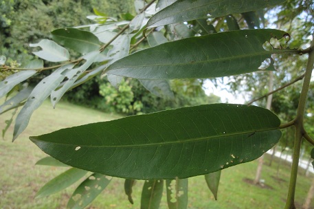 Terminalia brassii — DSC08527 (12)