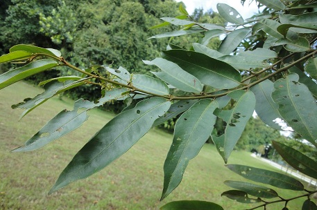 Terminalia brassii — DSC08528 (12)