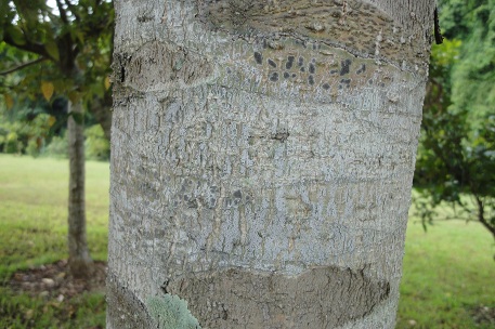 Terminalia brassii — DSC08531 (12)