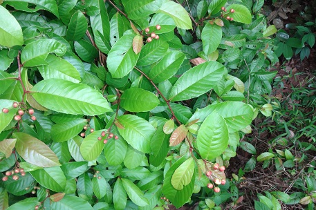 Tetracera indica — DSC03122 (14)