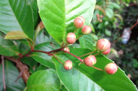 Tetracera indica — DSC03124 (14)