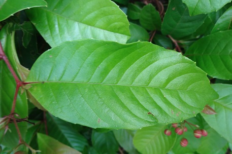 Tetracera indica — DSC03125 (14)