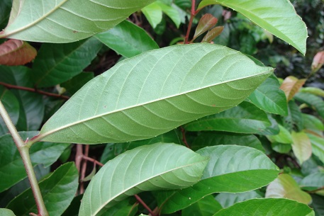 Tetracera indica — DSC03127 (14)