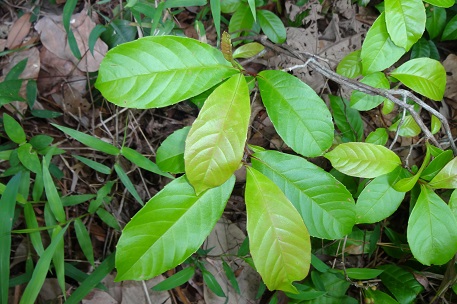 Tetracera indica — DSC03128 (14)