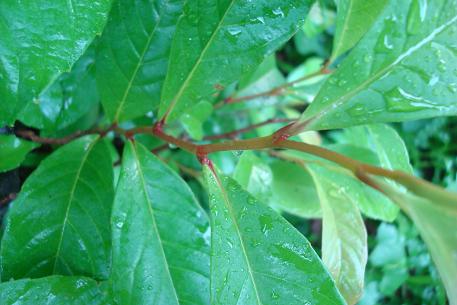 Tetracera indica — DSC04748 (09)