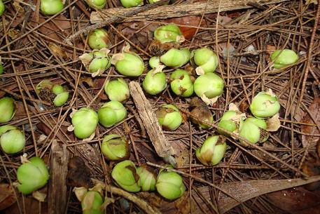 Tetracera indica — DSC04762 (09)