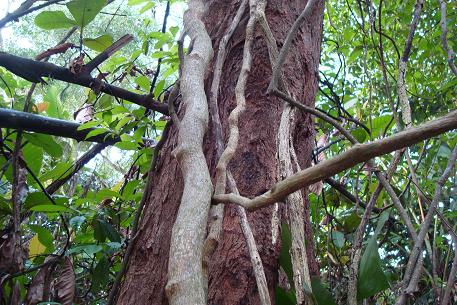 Tetracera indica — DSC04764 (09)