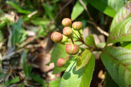 Tetracera indica — DSC05906 (08)